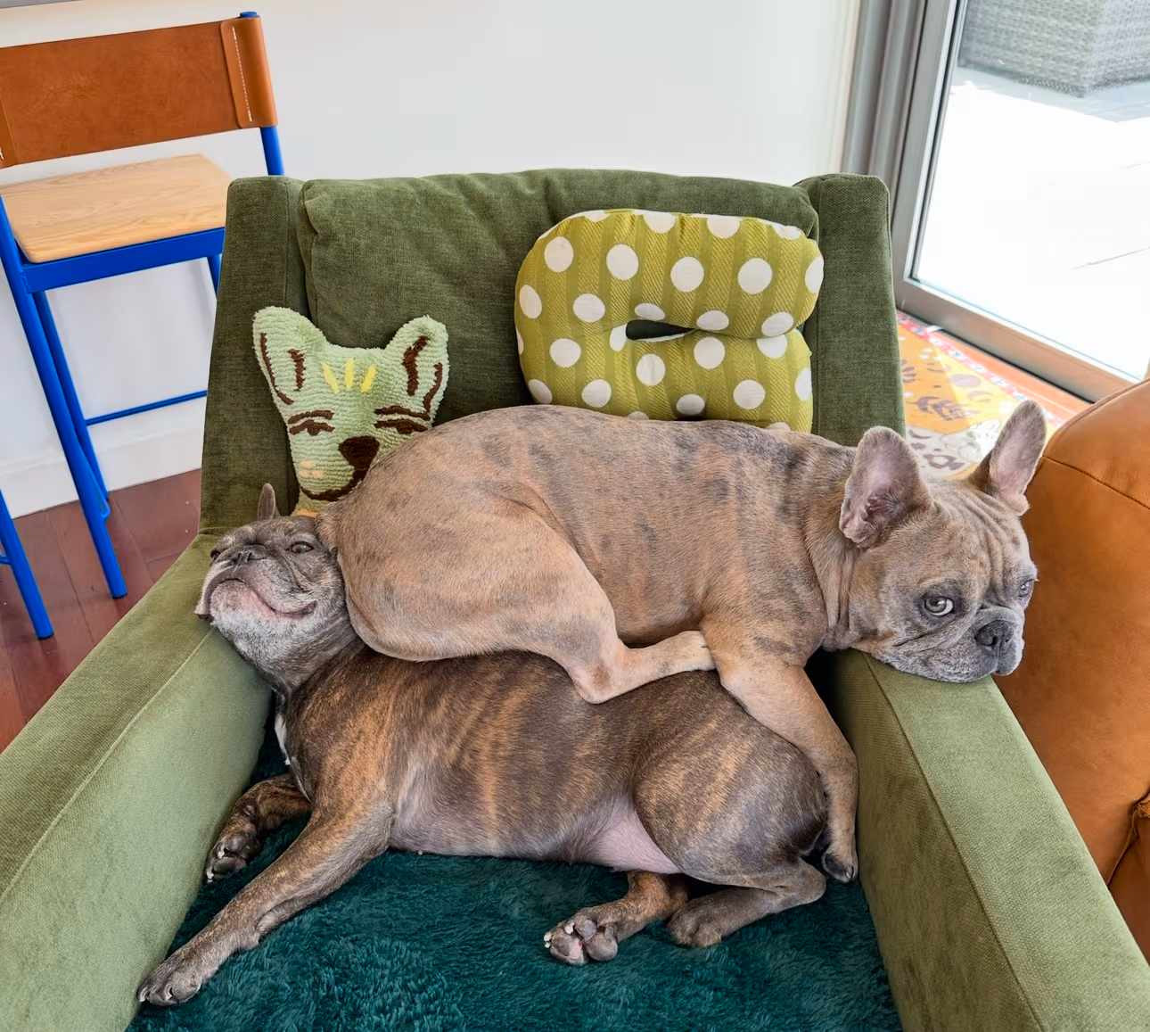 Already a rough one for my Frenchies! Theodore (4) sits on Preston (6).